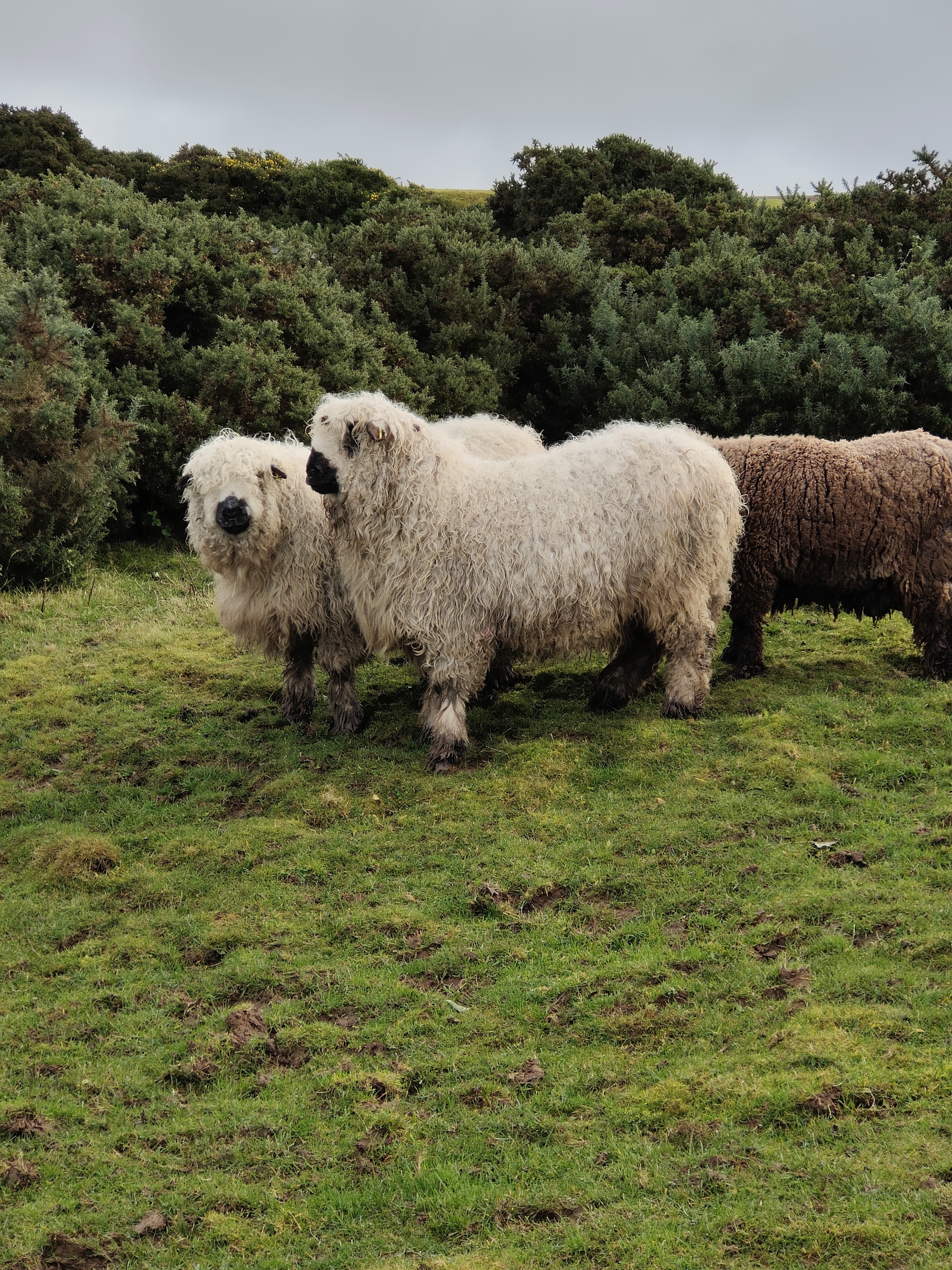 Elsrickle to Walston1